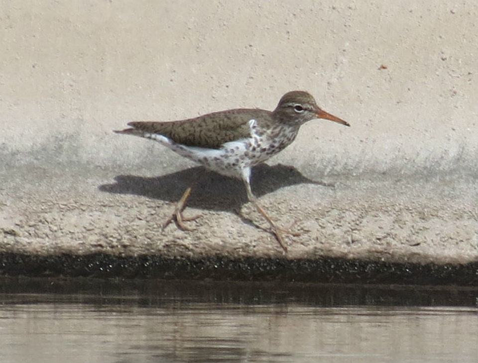 Spotted Sandpiper